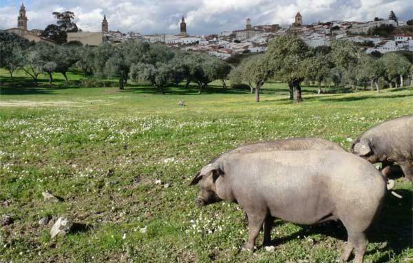 Buhardilla Rustica Mirando A Santa Catalina Lejlighed Jerez De Los Caballeros Eksteriør billede